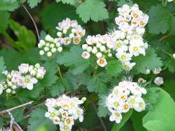 Слика од Physocarpus monogynus (Torr.) Kuntze