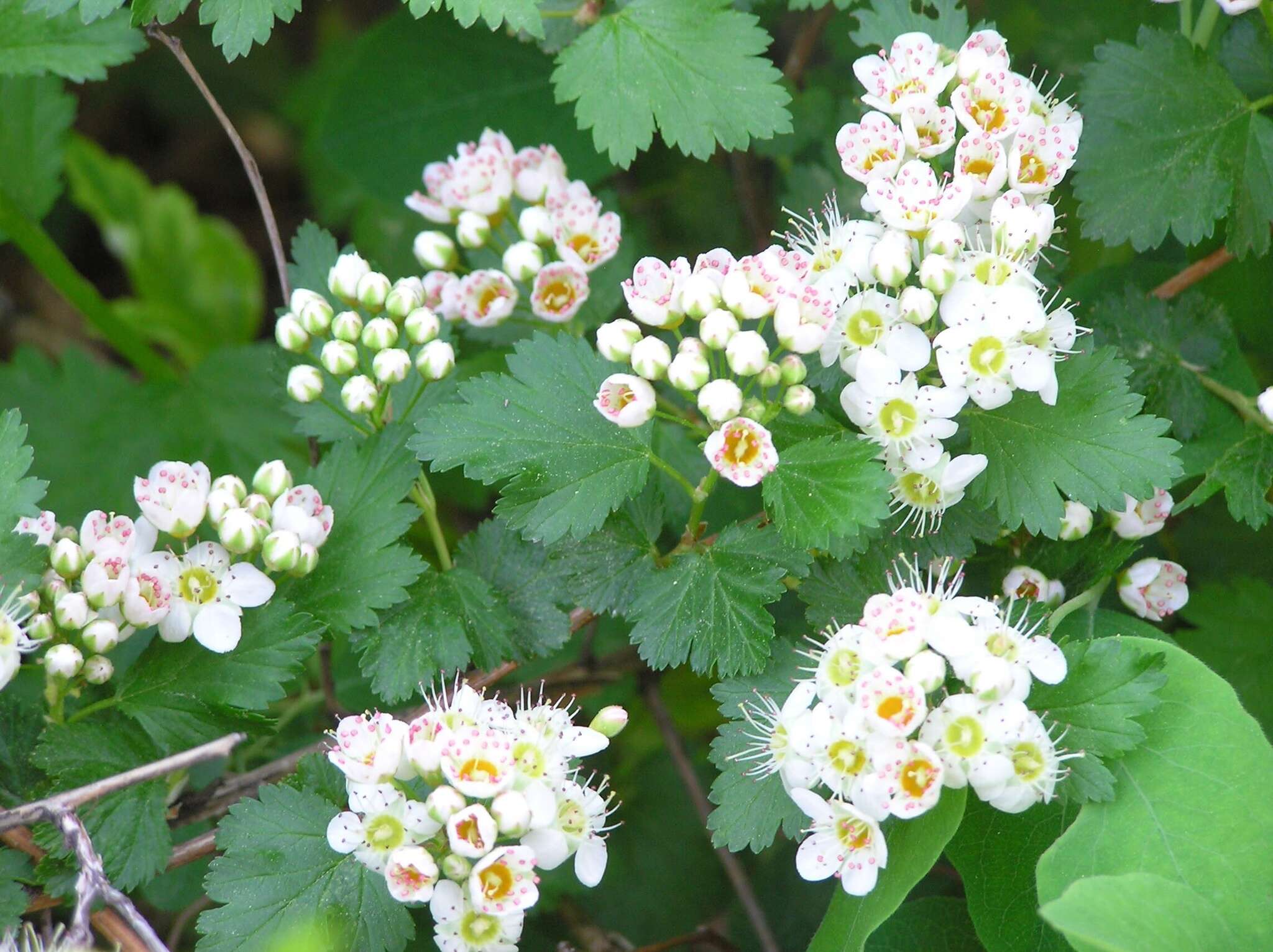 Слика од Physocarpus monogynus (Torr.) Kuntze