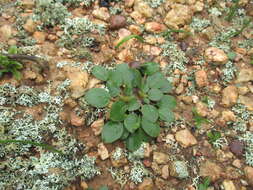 Image of Pelargonium chelidonium (Houtt.) DC.