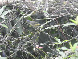 Image of scrub euphonia