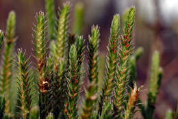 Image de Selaginella arenicola Underw.