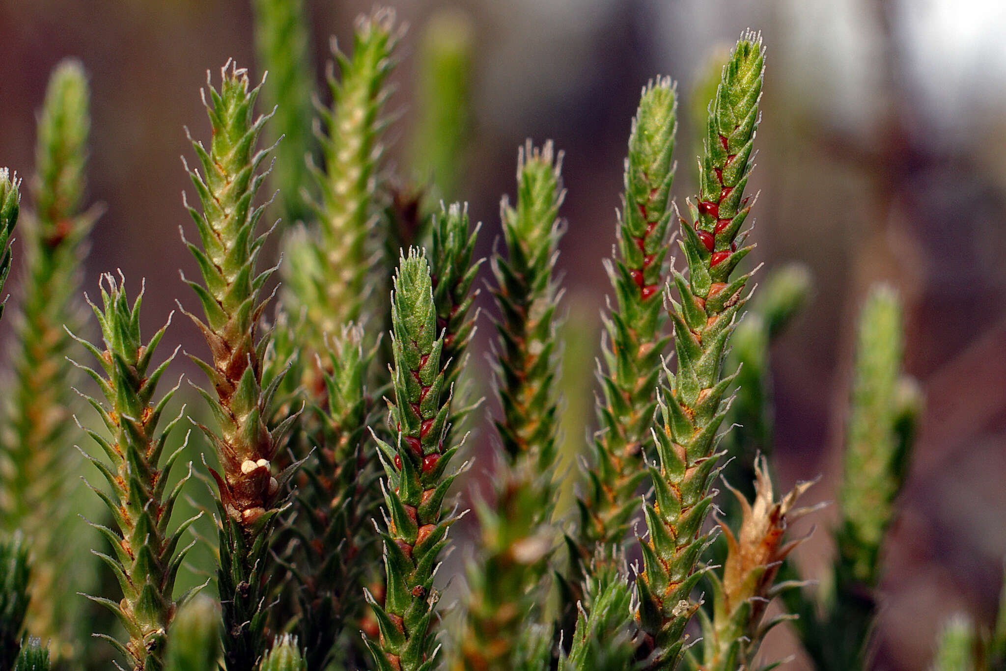 Image de Selaginella arenicola Underw.