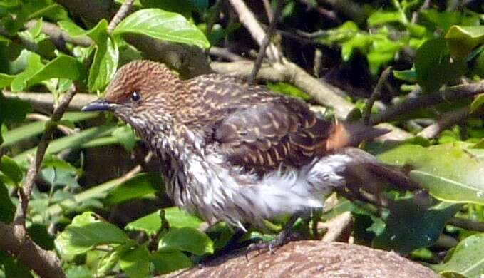 Cinnyricinclus leucogaster verreauxi (Finsch & Hartlaub 1870)的圖片