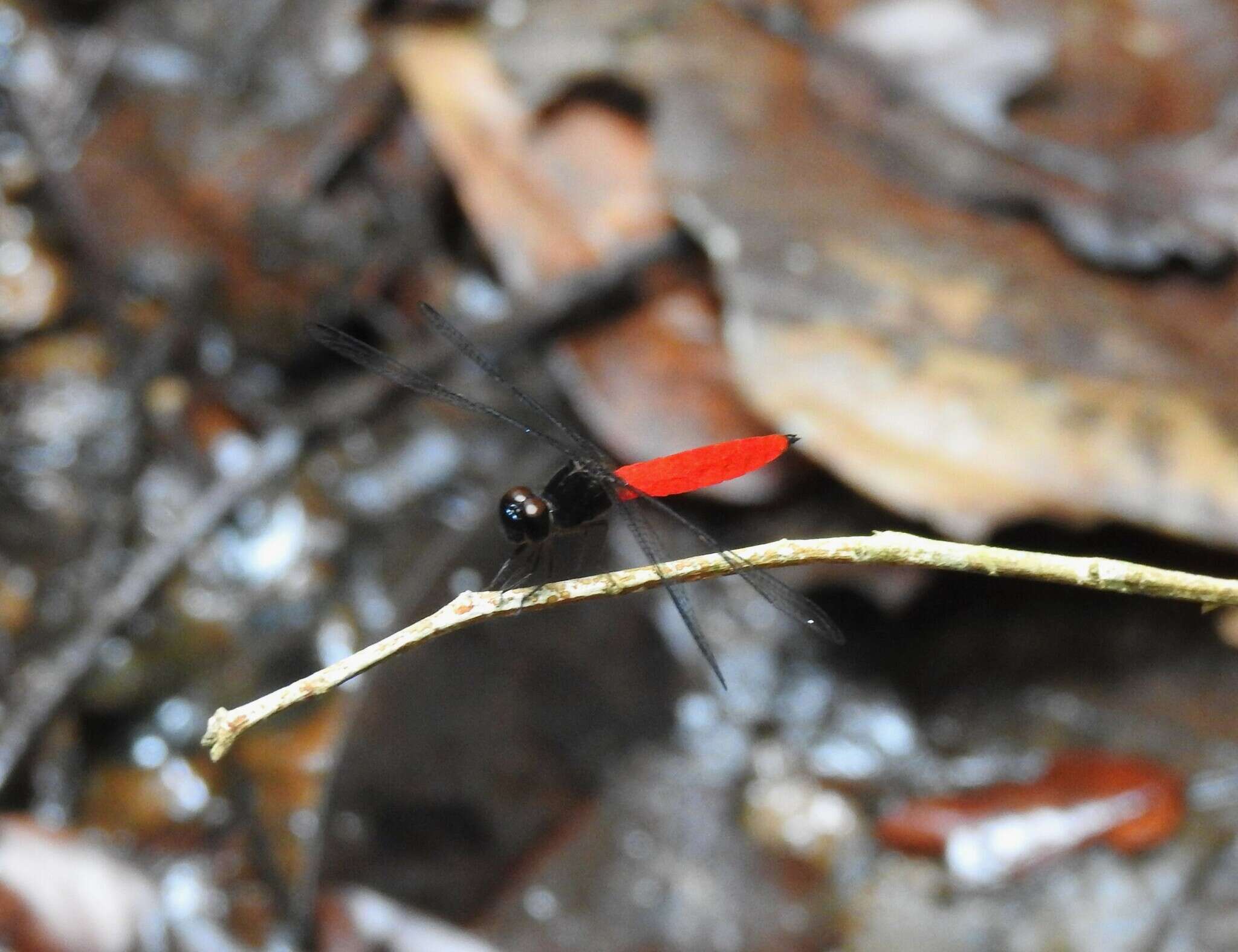 Image of Lyriothemis biappendiculata (Selys 1878)