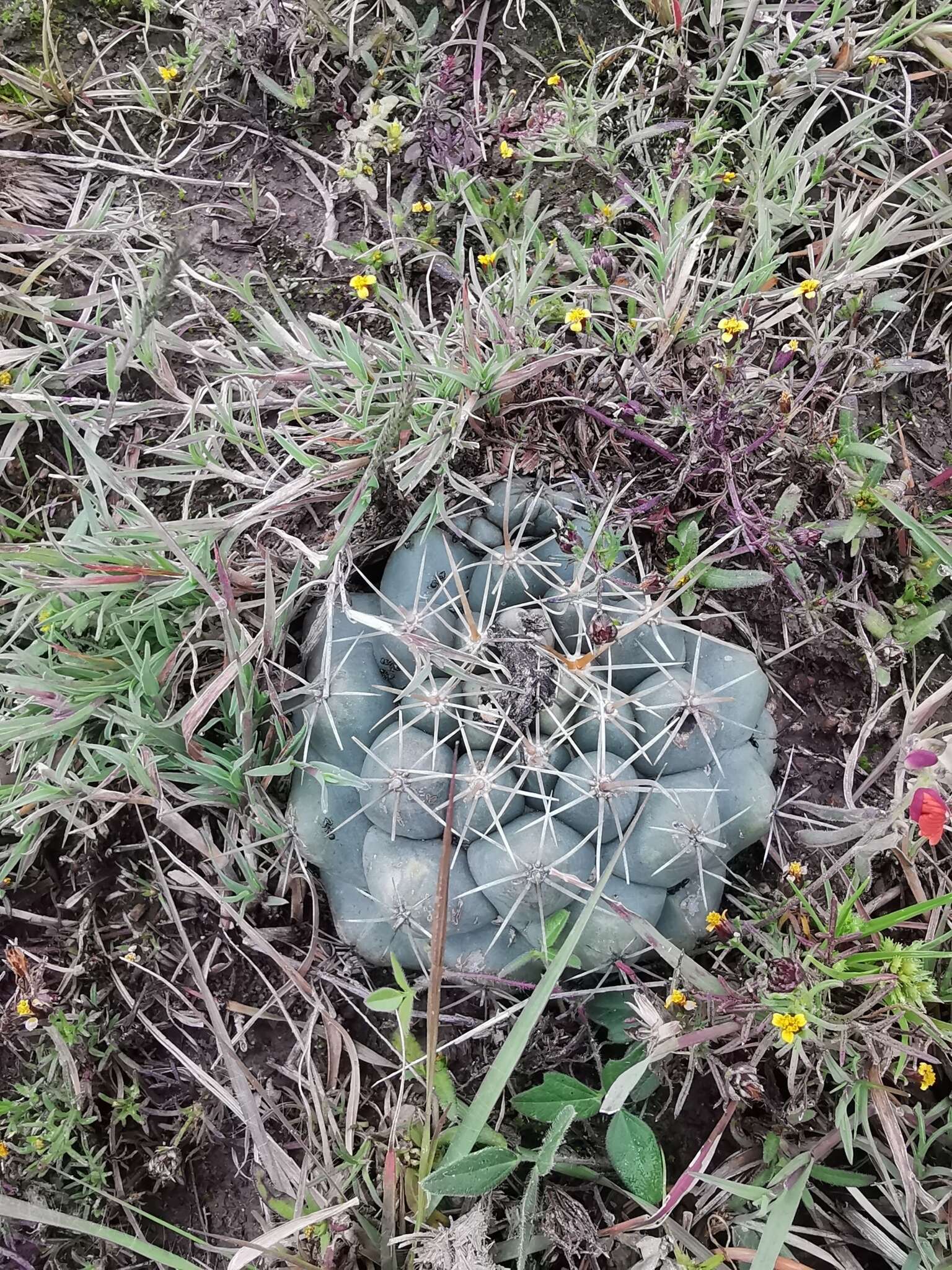 Imagem de Coryphantha ottonis (Pfeiff.) Lem.