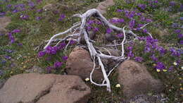 Image de Oxytropis adamsiana (Trautv.) Jurtzev