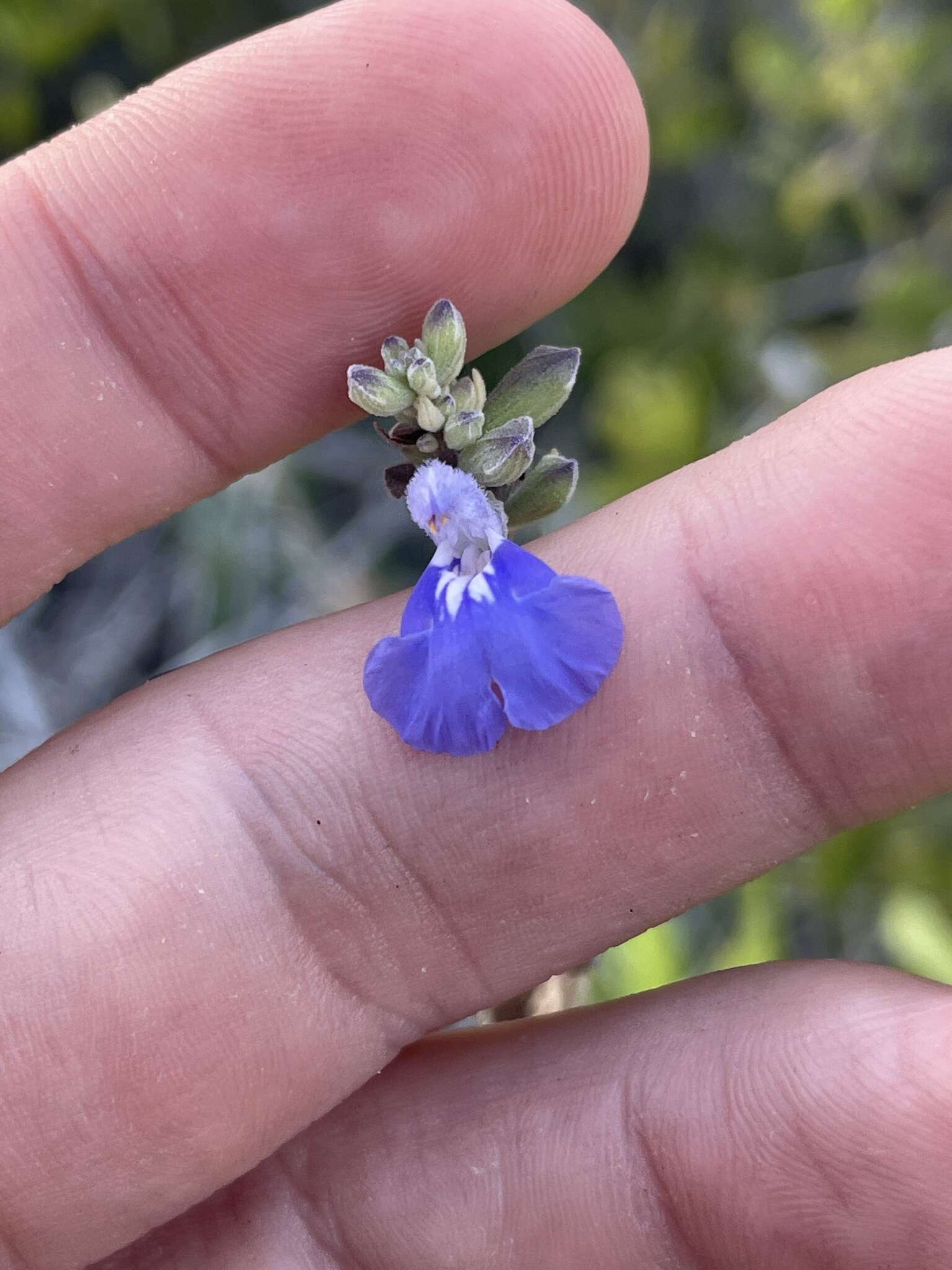 Imagem de Salvia cedrosensis Greene