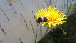 Image of Eristalis oestracea (Linnaeus 1758)