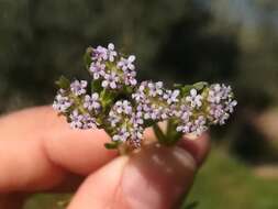 Image of Valerianella discoidea (L.) Loisel.