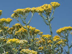 صورة Helichrysum revolutum (Thunb.) Less.