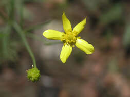 Image of Arizona buttercup