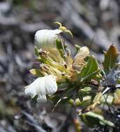 Imagem de Blepharis capensis (L. fil.) Pers.