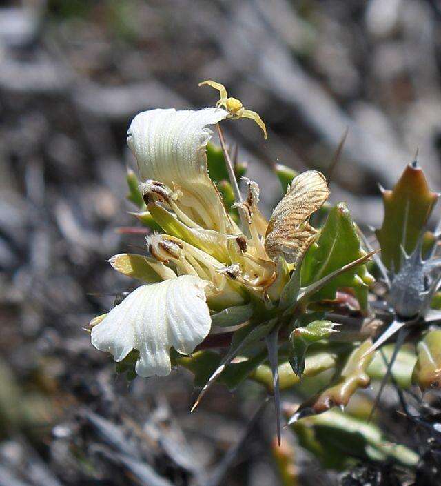 Blepharis capensis (L. fil.) Pers. resmi