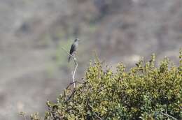 Image of Phainopepla Baird & SF 1858