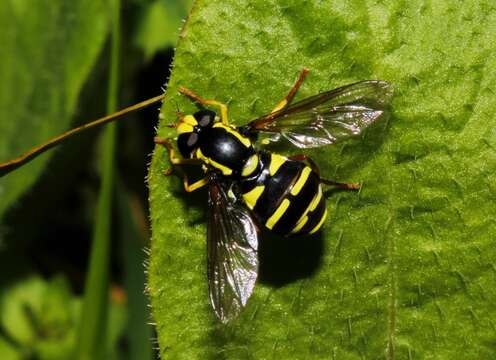 Imagem de Xanthogramma aeginae Ricarte, Nedeljković & Vujić 2018