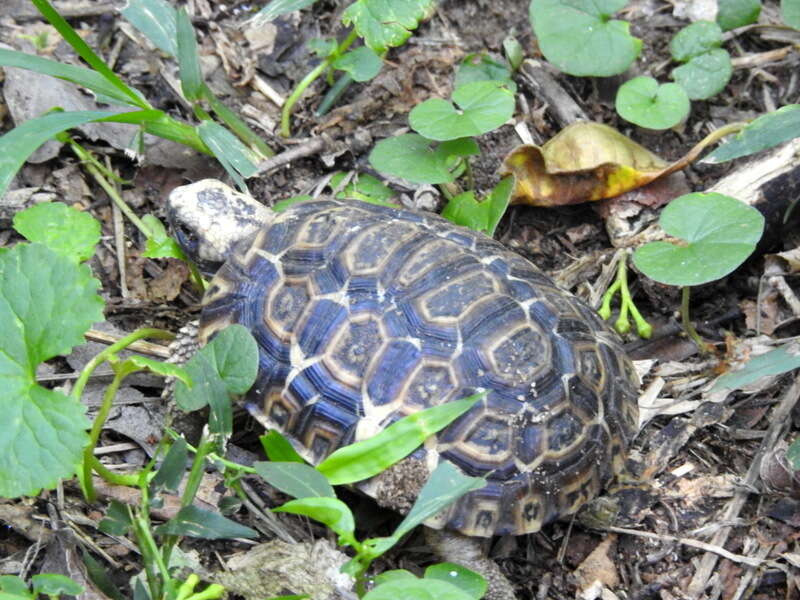 Image of Southeastern hinge-back tortoise