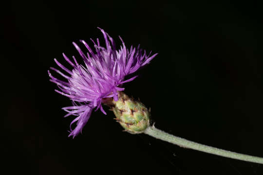 Image of Centaurea parlatoris Heldr.