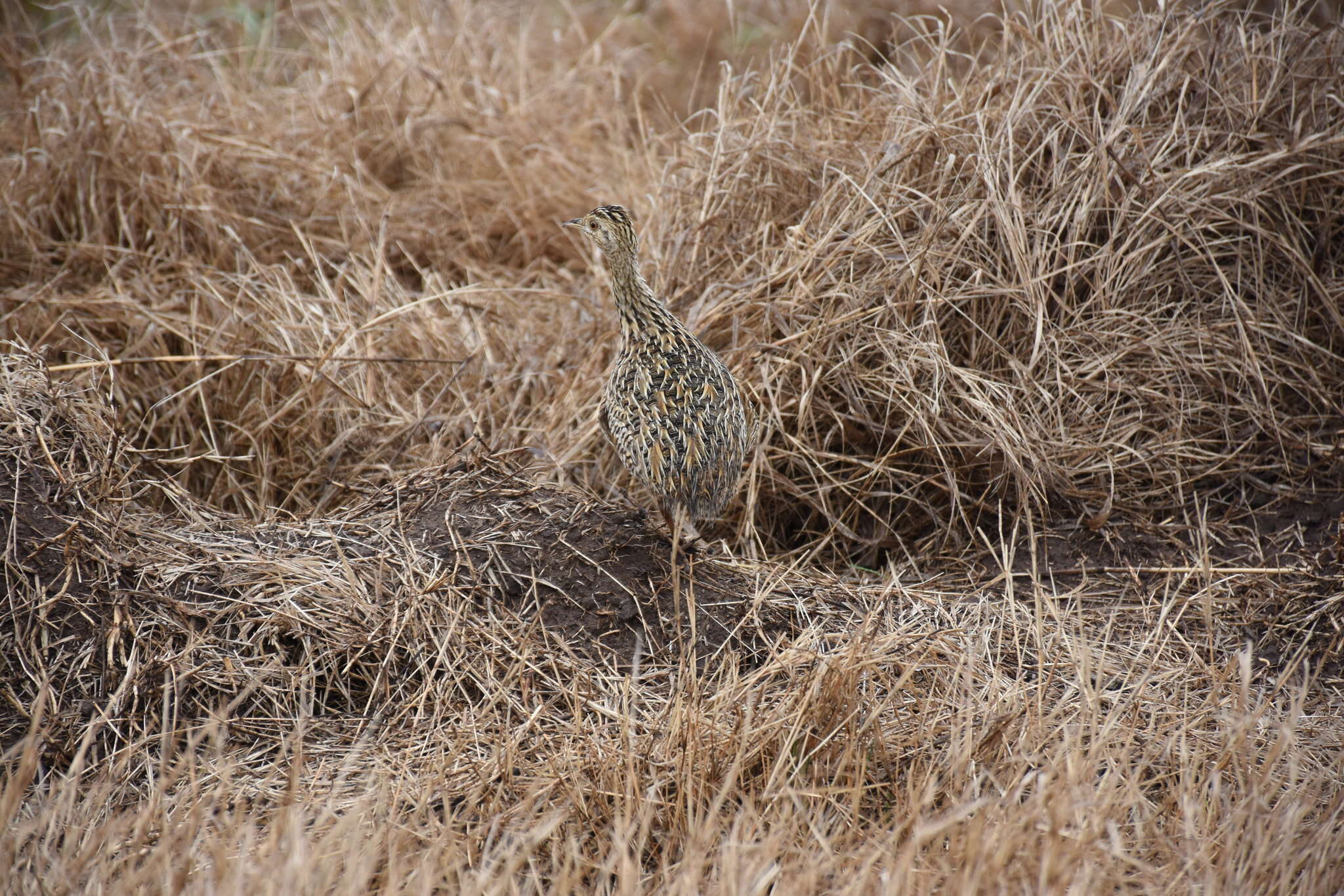 Image of Spotted Nothura