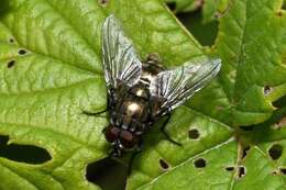 صورة Dasyphora albofasciata (Macquart & Berthelot 1839)