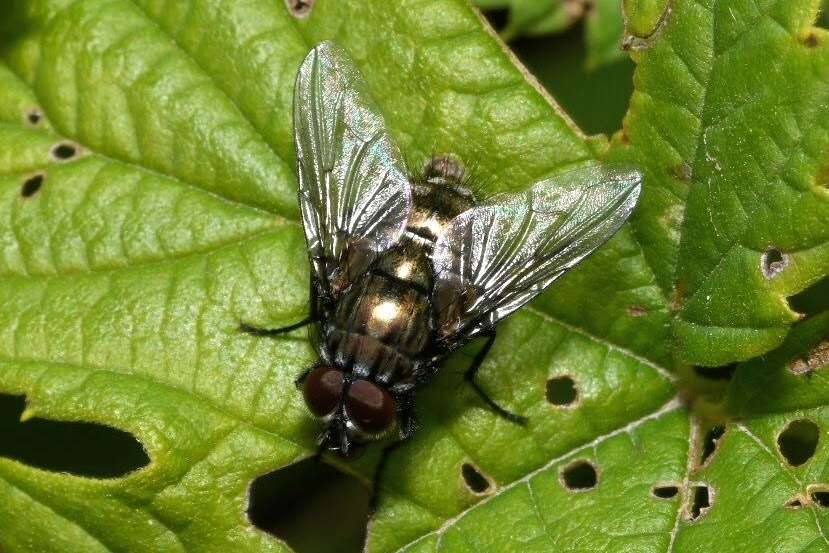 صورة Dasyphora albofasciata (Macquart & Berthelot 1839)