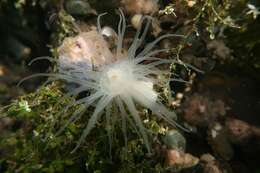 Image of Jellyfish-eating anemone