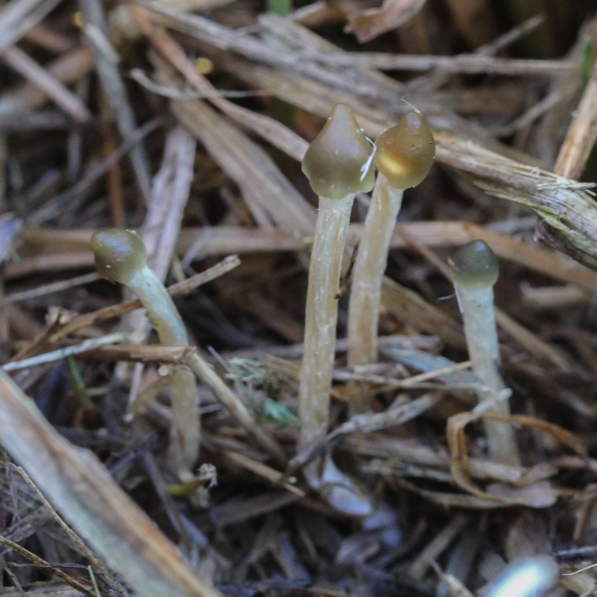 Plancia ëd Psilocybe semilanceata (Fr.) P. Kumm. 1871