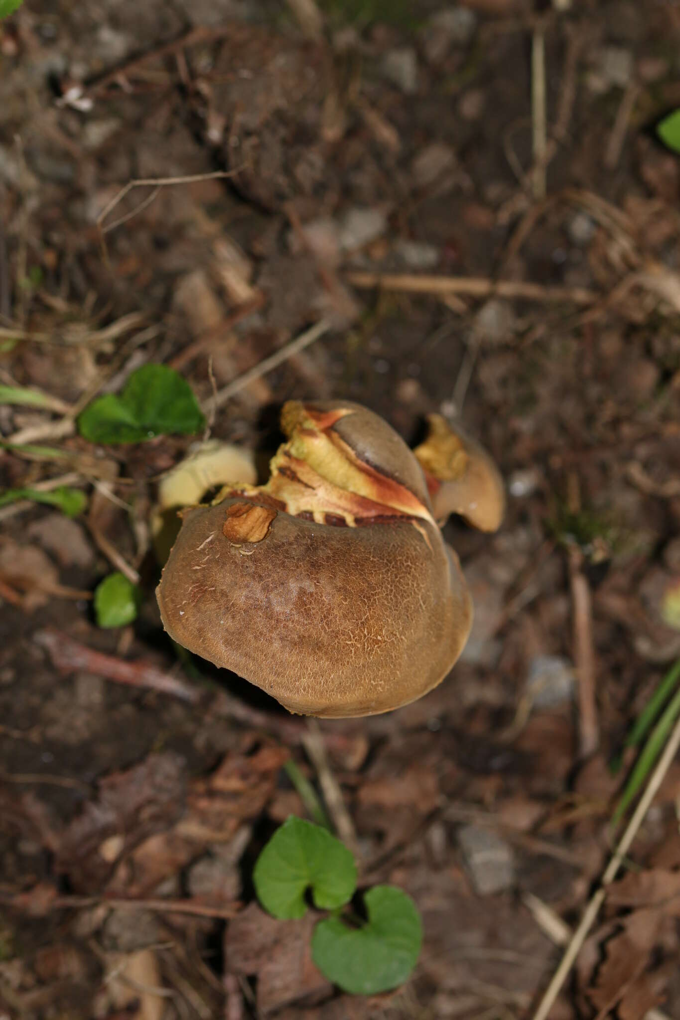 Image de Hortiboletus engelii (Hlaváček) Biketova & Wasser 2015