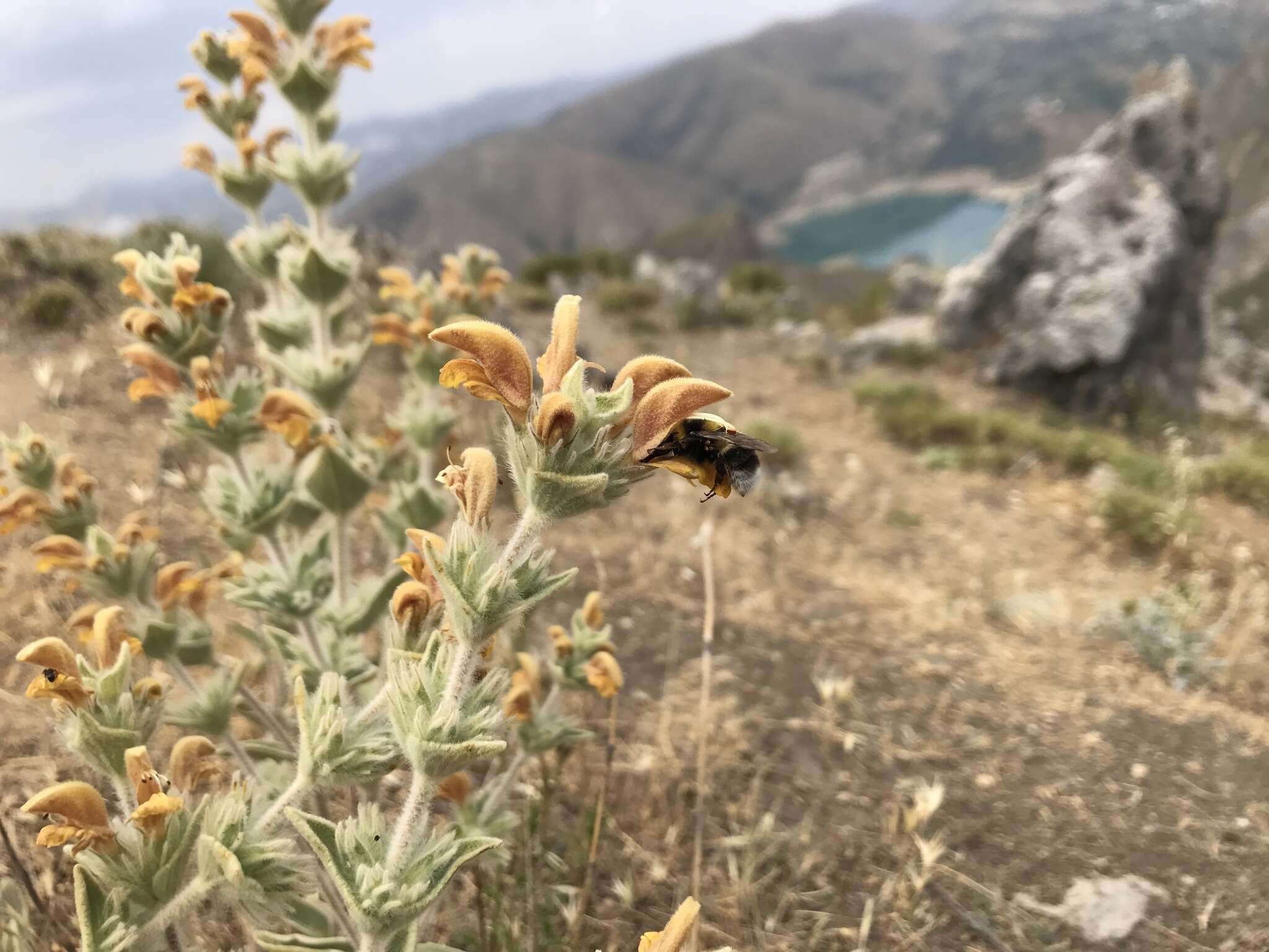 Image of Phlomis crinita Cav.