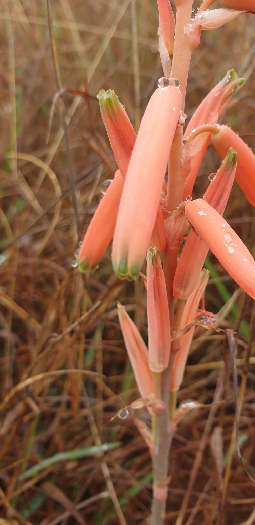 Aloe kniphofioides Baker resmi