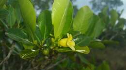 Gardenia rutenbergiana (Baill. ex Vatke) J.-F. Leroy的圖片