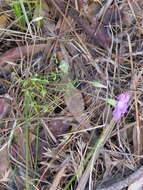 Image of Oxalis bifida Thunb.