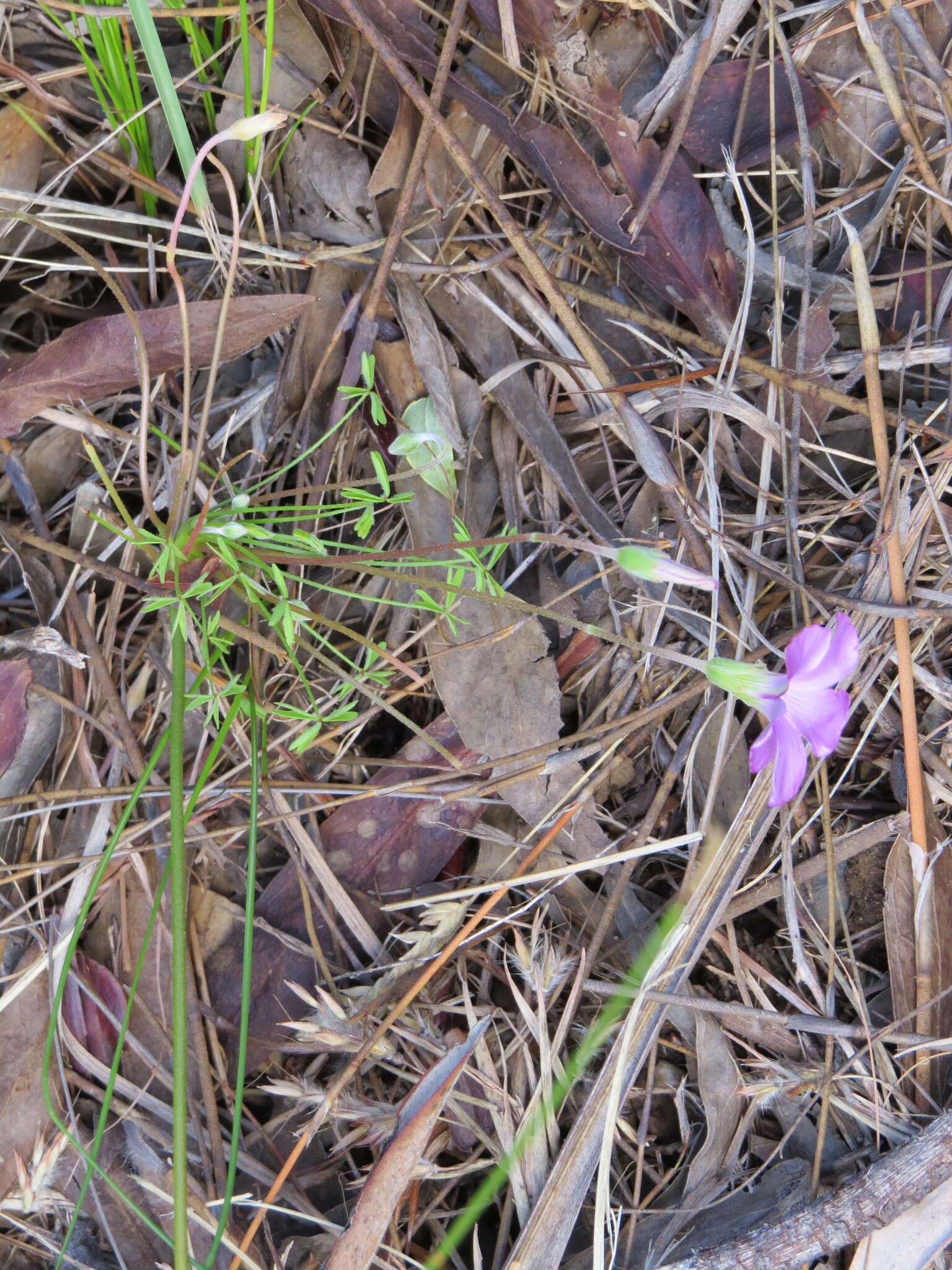 Sivun Oxalis bifida Thunb. kuva