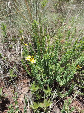 Imagem de Hypericum aethiopicum subsp. sonderi (Bred.) N. K. B. Robson