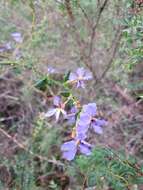 Image of Dampiera stricta (Smith) R. Br.