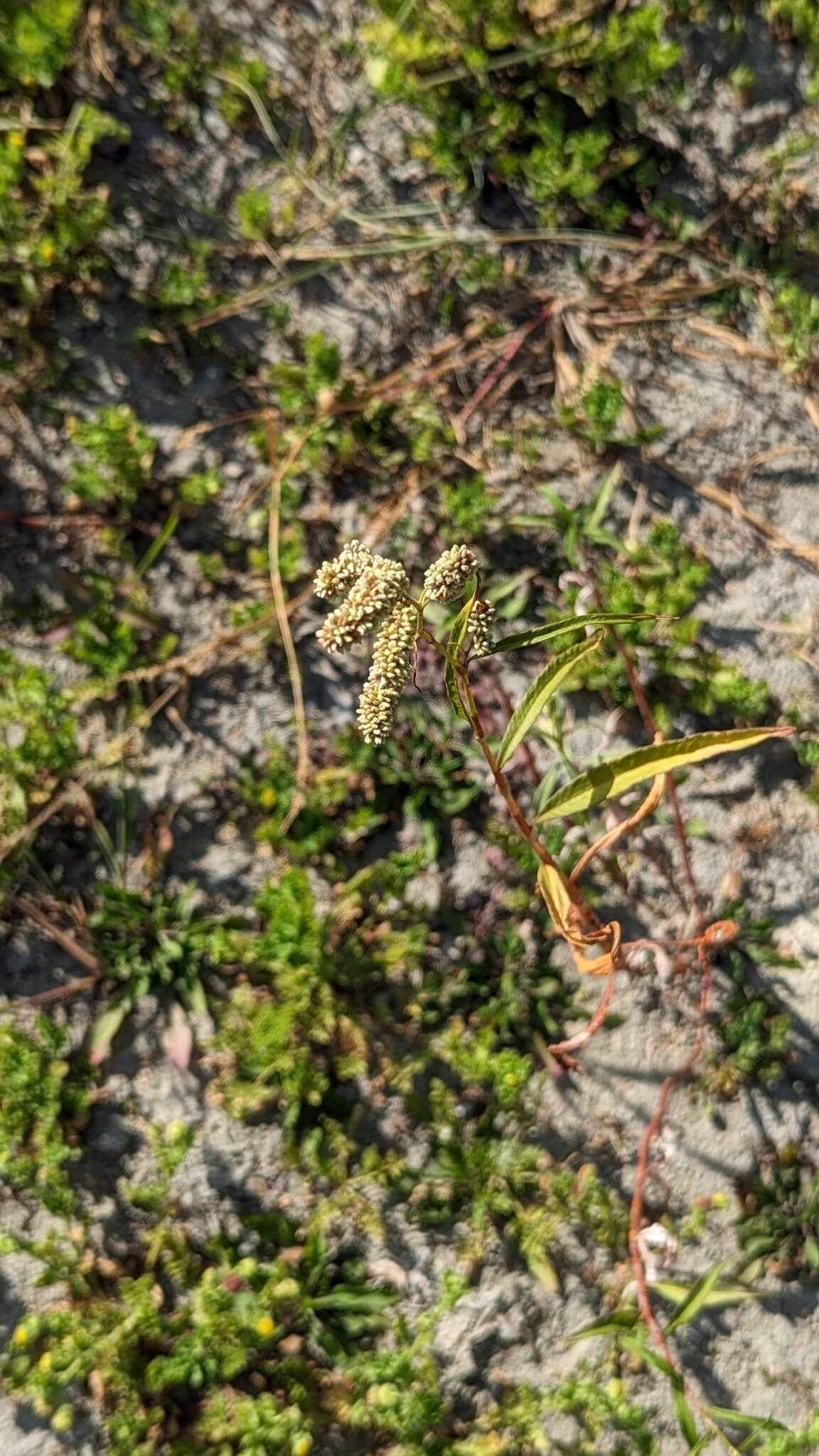 Image of Persicaria lapathifolia subsp. lapathifolia