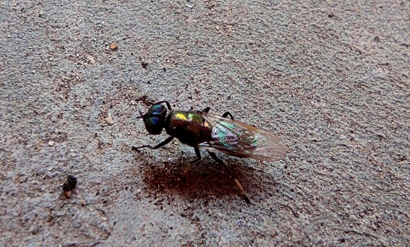 Imagem de Prosopochrysa vitripennis (Doleschall 1856)