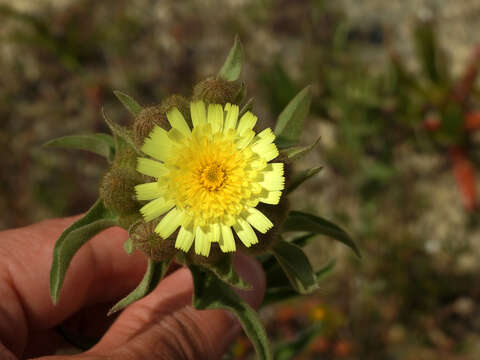 Image of Andryala integrifolia L.