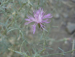 Image of spotted knapweed