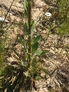 Image of Osteospermum monstrosum (Burm. fil.) J. C. Manning & Goldblatt