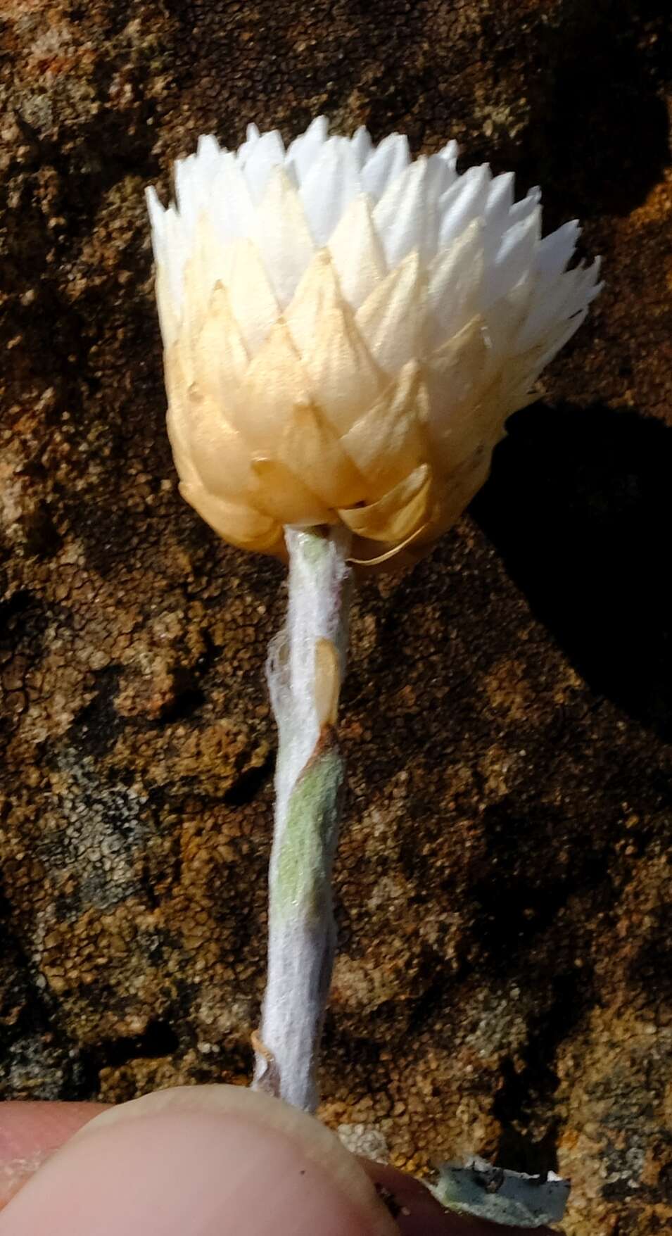 Image of Helichrysum monticola Hilliard