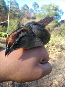 Plancia ëd Aimophila rufescens (Swainson 1827)