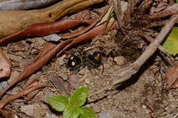 Image de Hoplognathoca costarricensis Suárez 1962