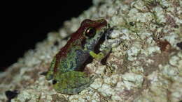 Image of Pristimantis zeuctotylus (Lynch & Hoogmoed 1977)