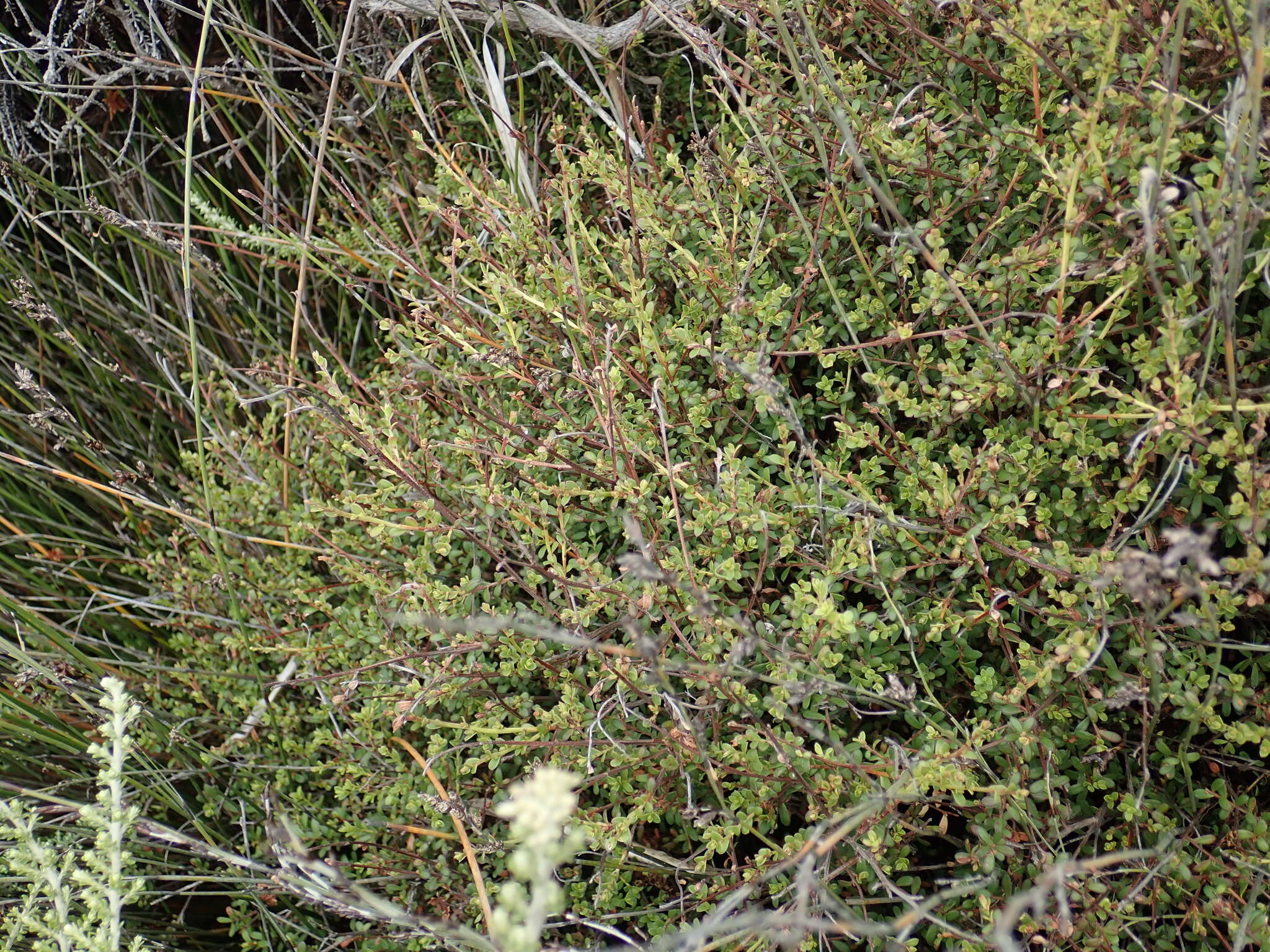 Image of Kunzea amathicola de Lange & Toelken