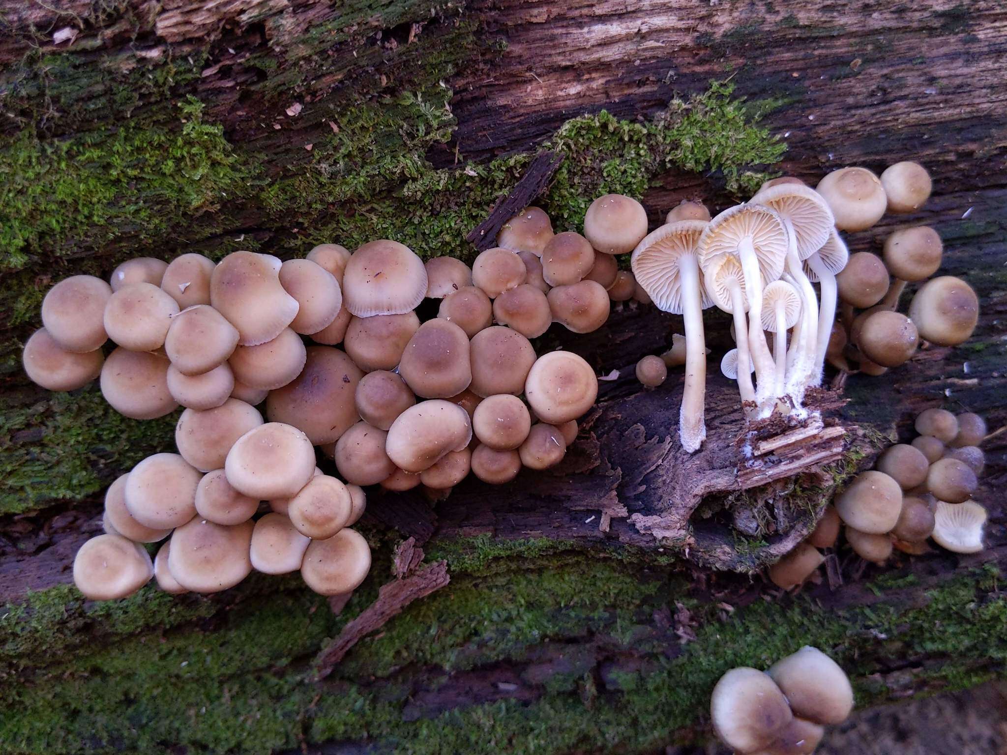 Image of Mycena semivestipes (Peck) A. H. Sm. 1947