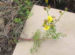 Image of Great Plains Groundsel