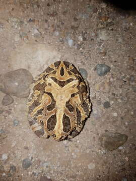 Image of Venezuelan Horned Frog