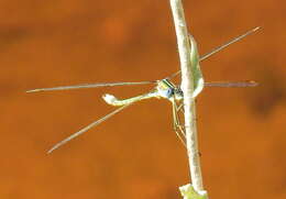 Image of Common Spreadwing