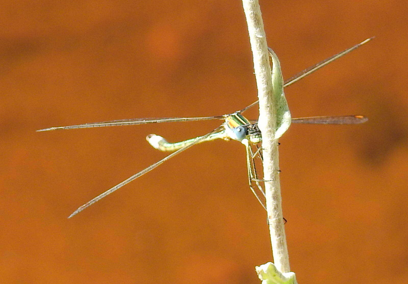 Image of Common Spreadwing