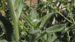 Image of Simpsonanthus jonesii (A. Gray) Guilliams, Hasenstab & B. G. Baldwin